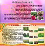 洛阳牡丹