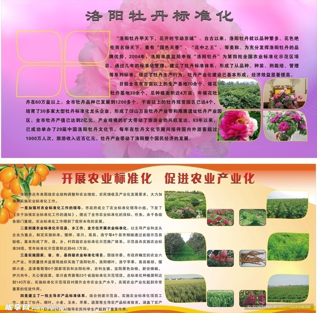 洛阳牡丹