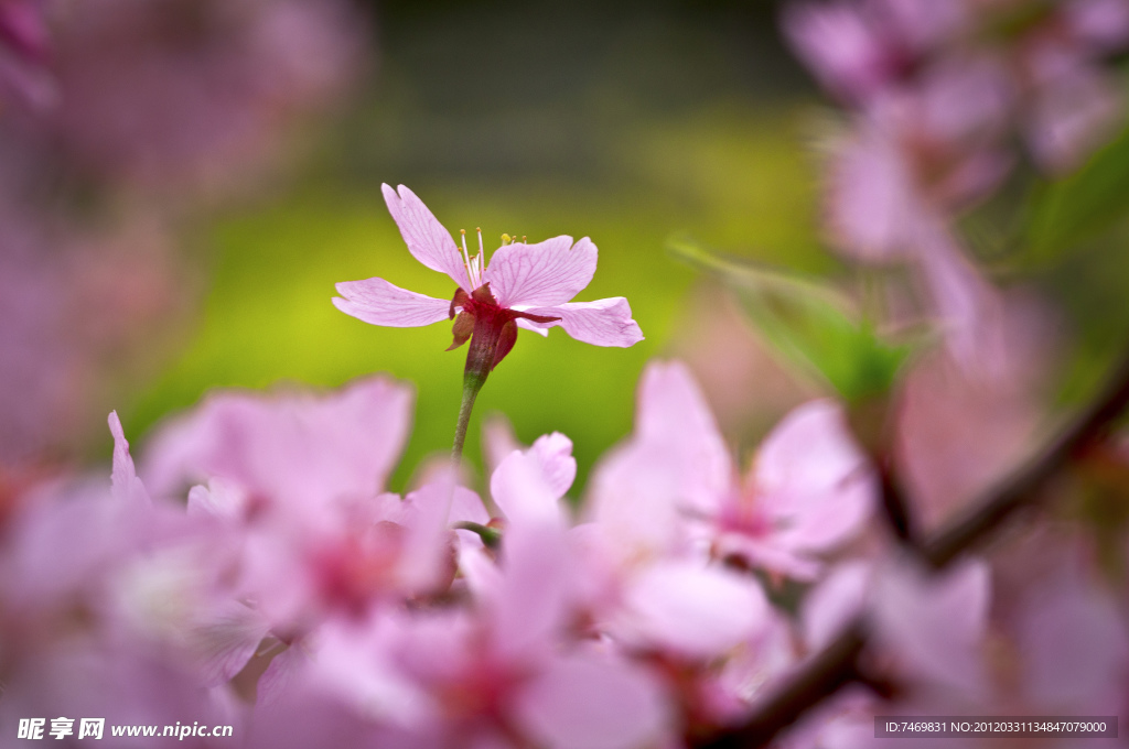花之俏