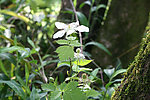 野草莓