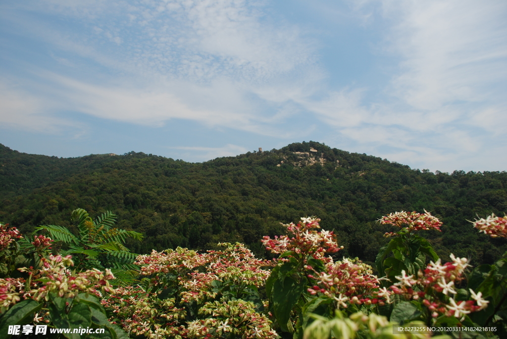 花香满山