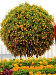 黄花球