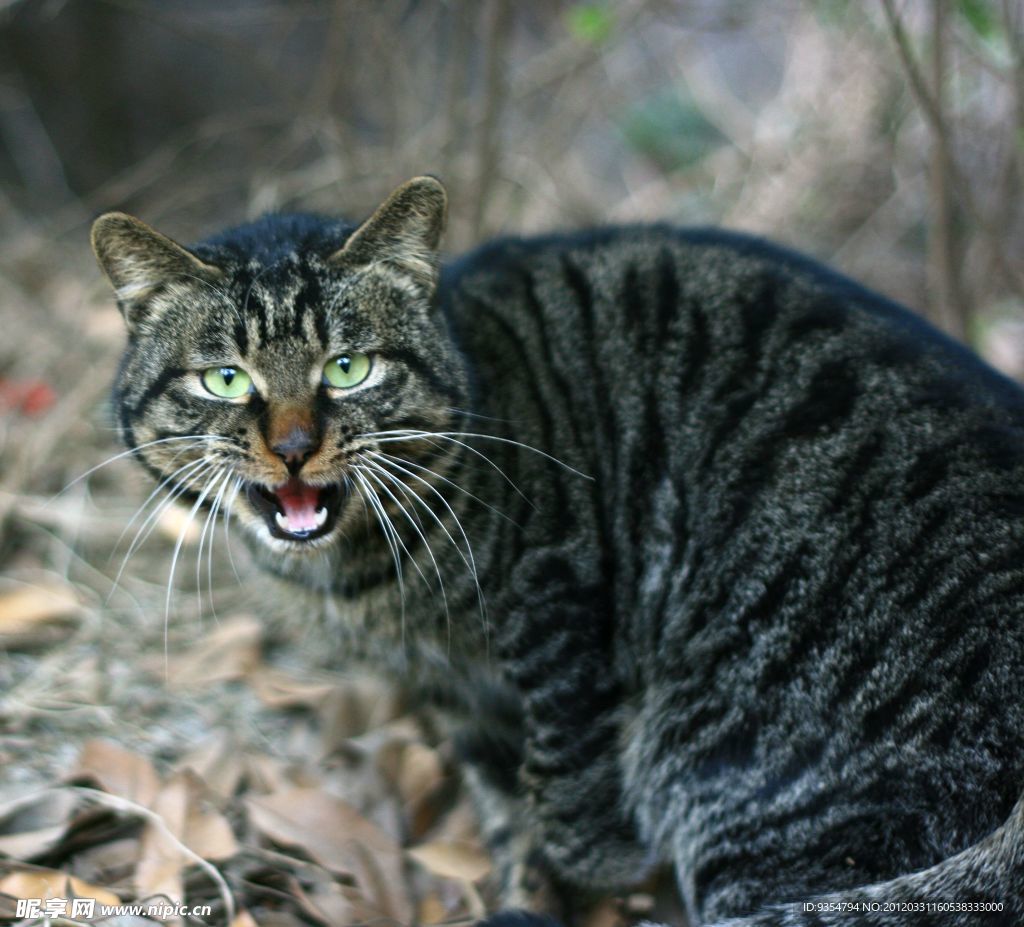 花猫