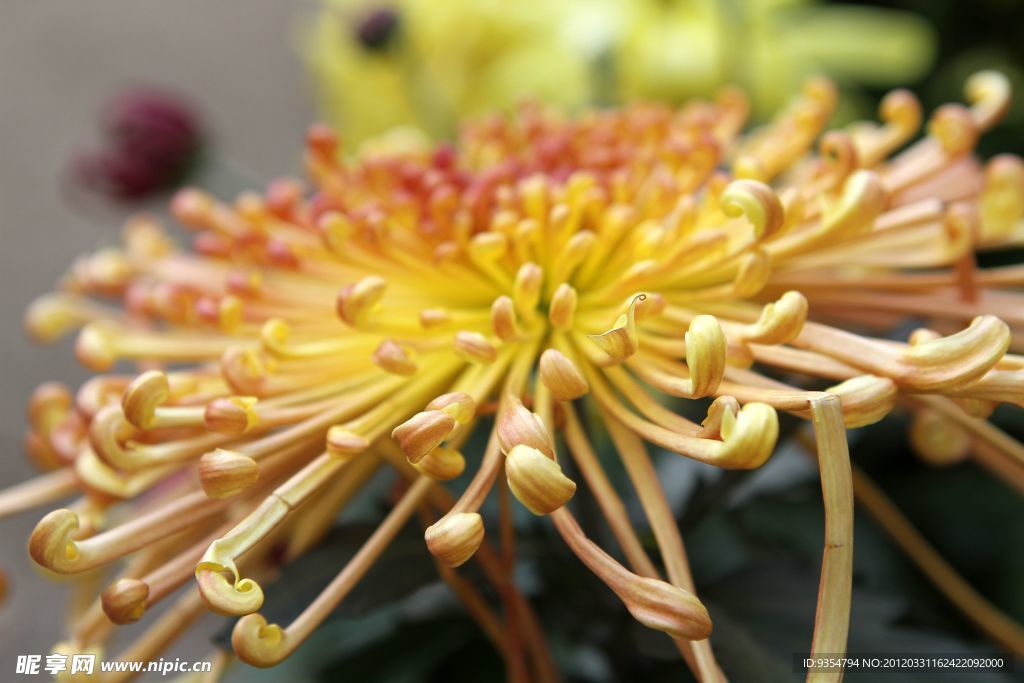 黄色秋菊