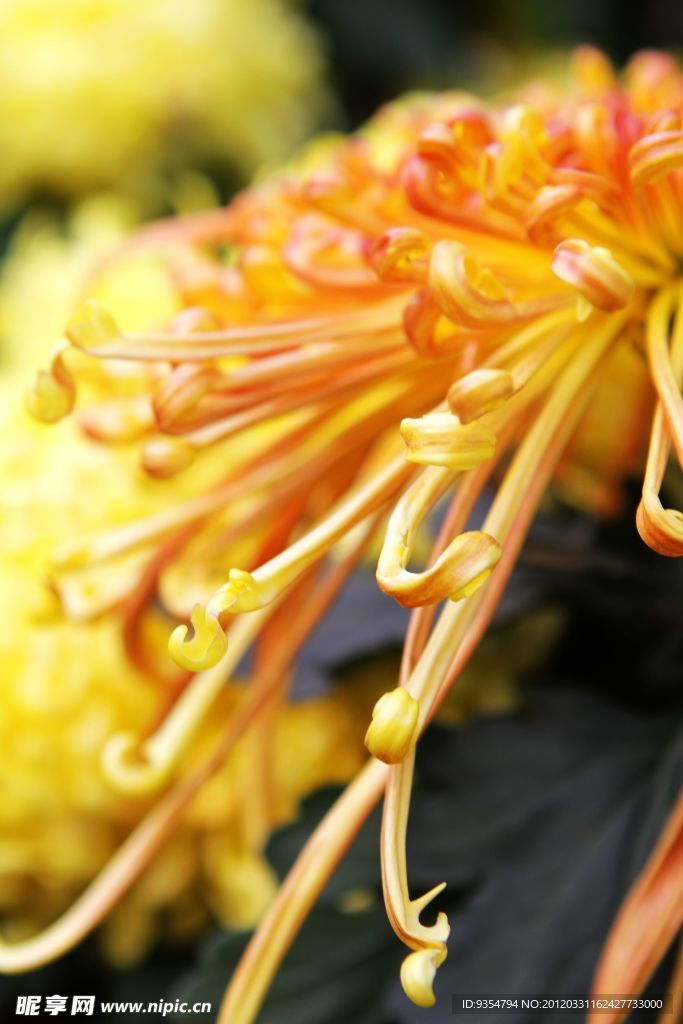 黄色秋菊