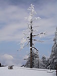 峨眉雪松