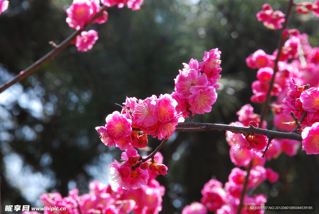 桃花