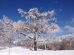 雪树