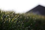植物水滴