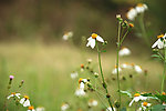 野小白花景观