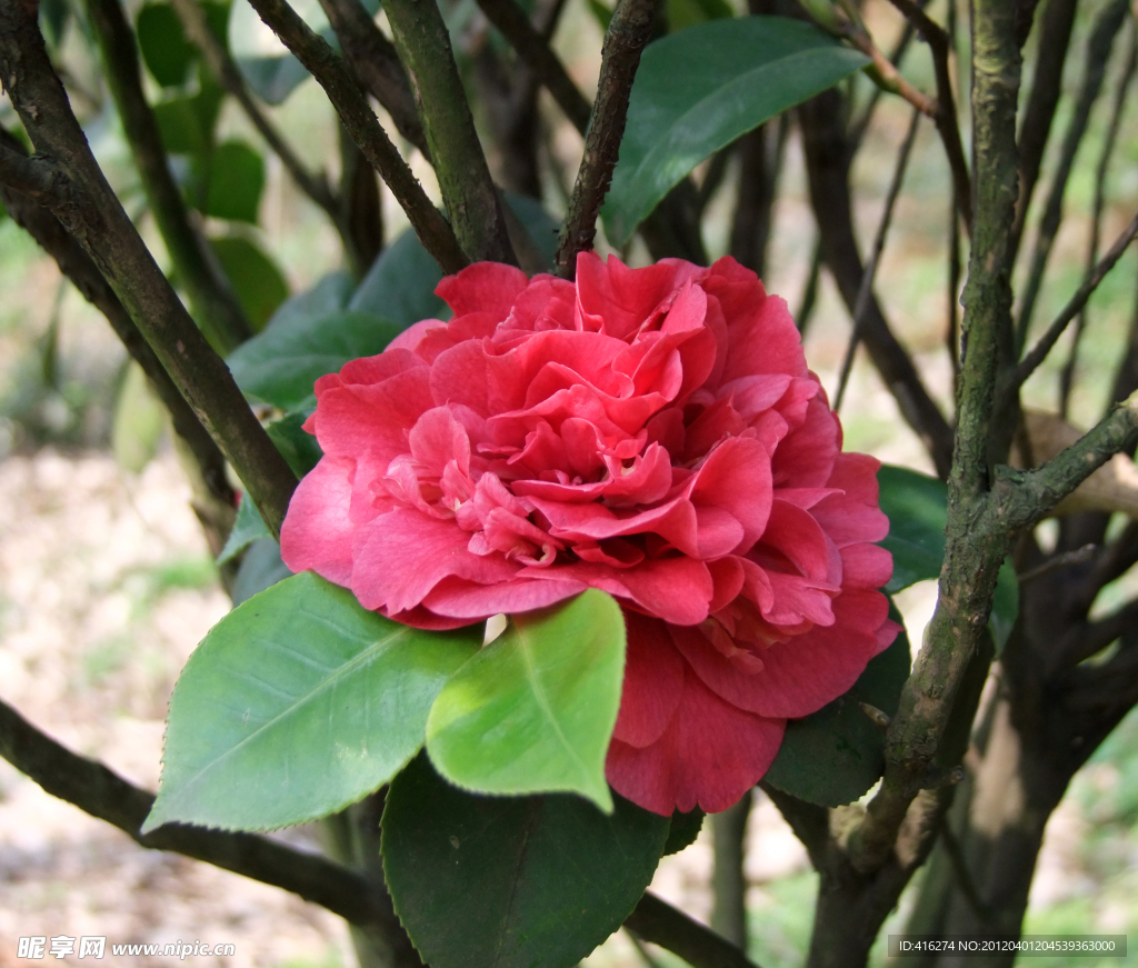 野茶花 茶花