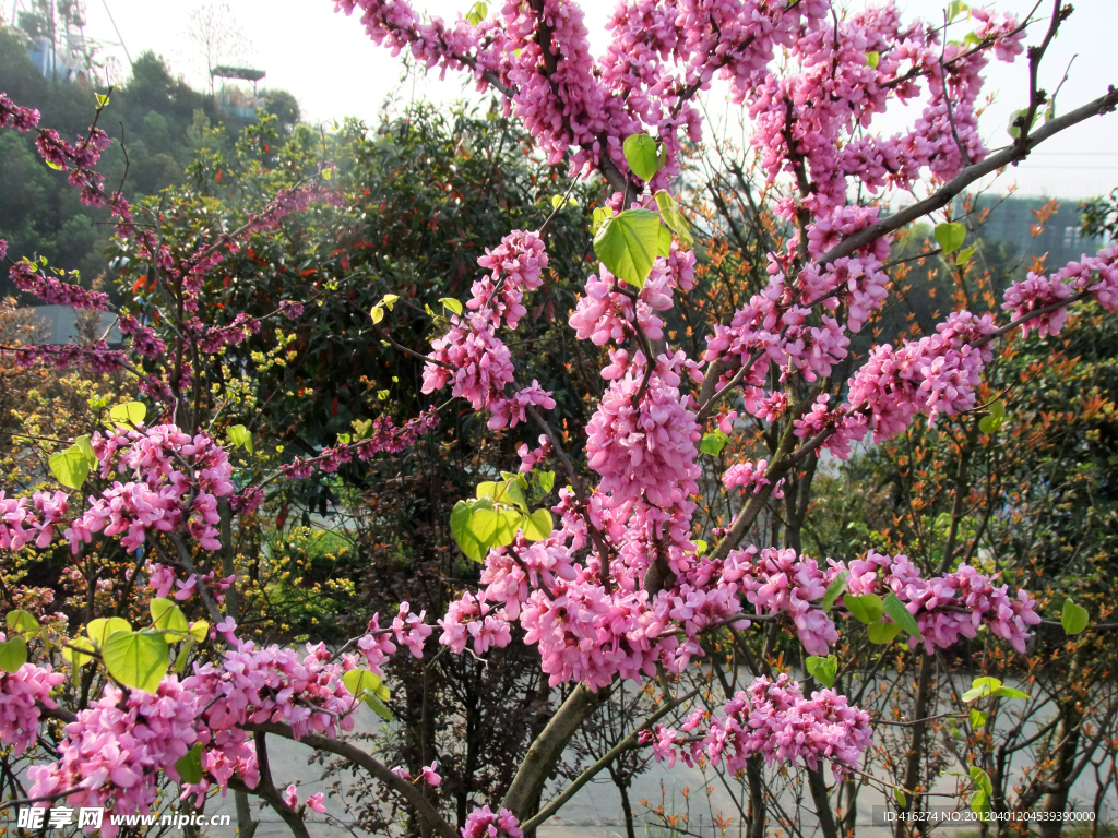 花海