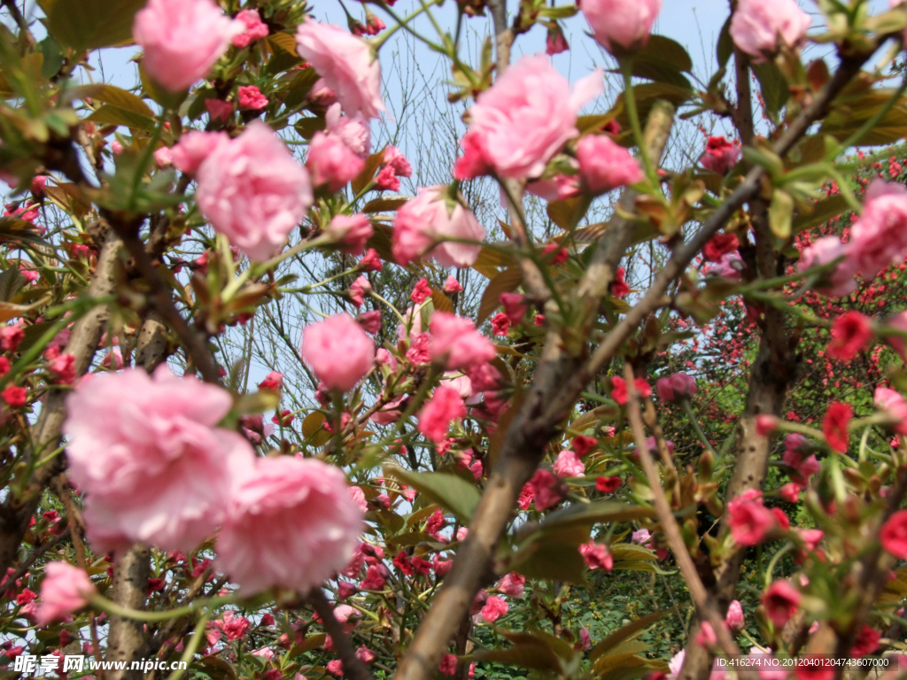 樱花