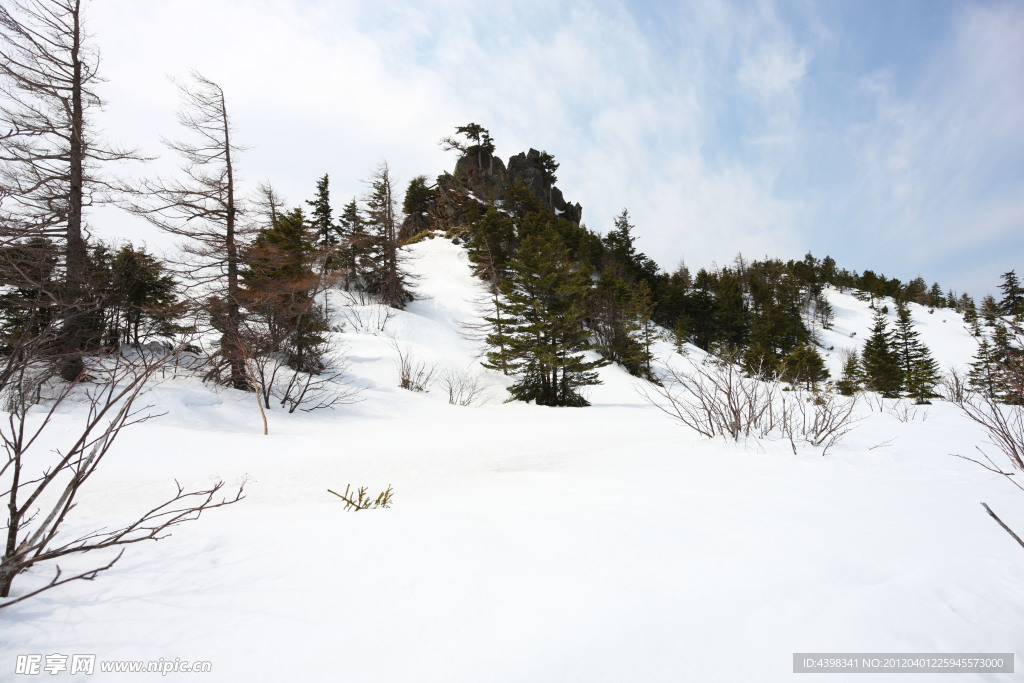 雪山枯枝