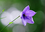 紫罗花