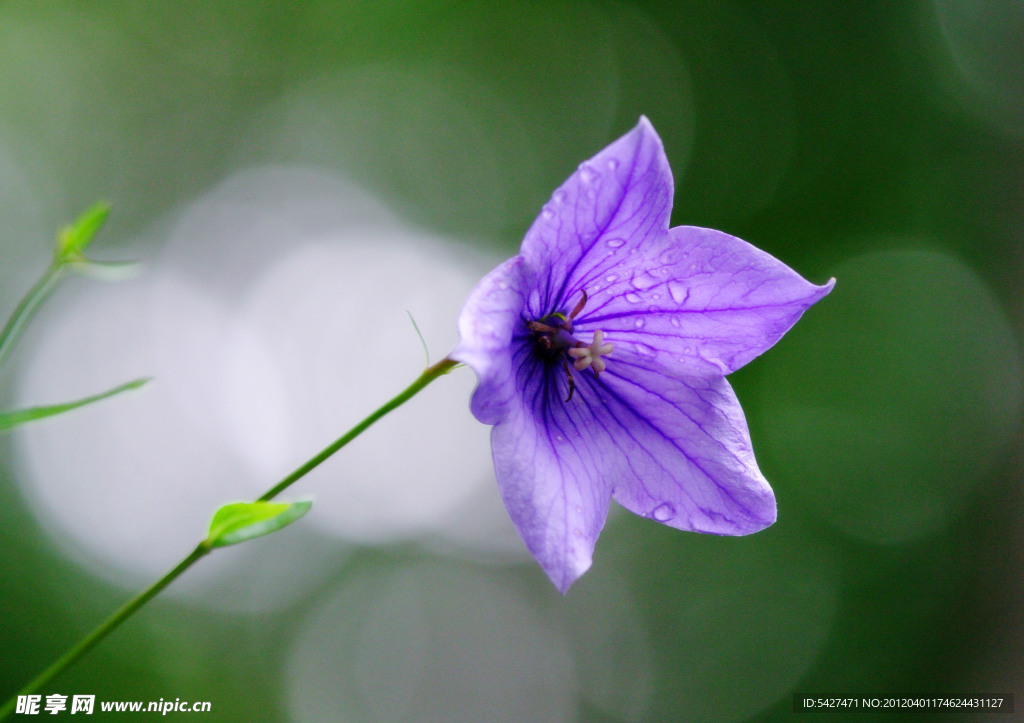 紫罗花