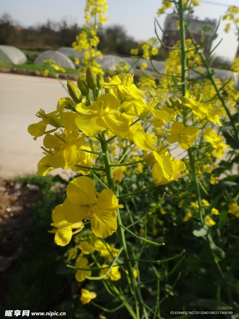 油菜花