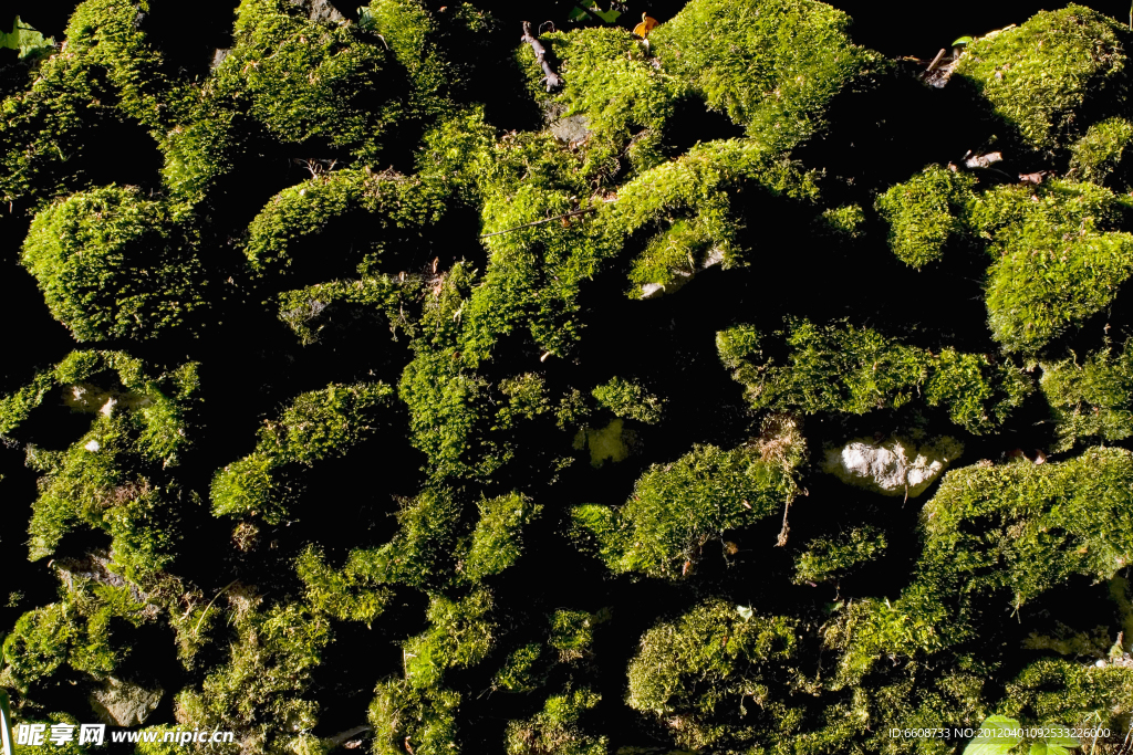 苔藓小草