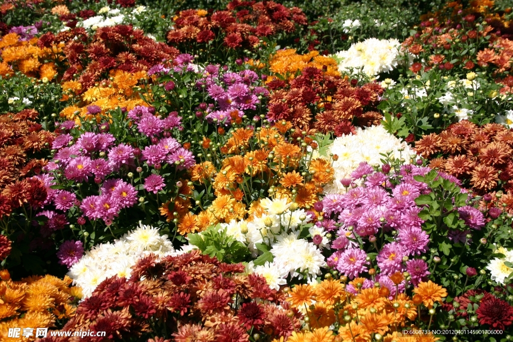 菊花
