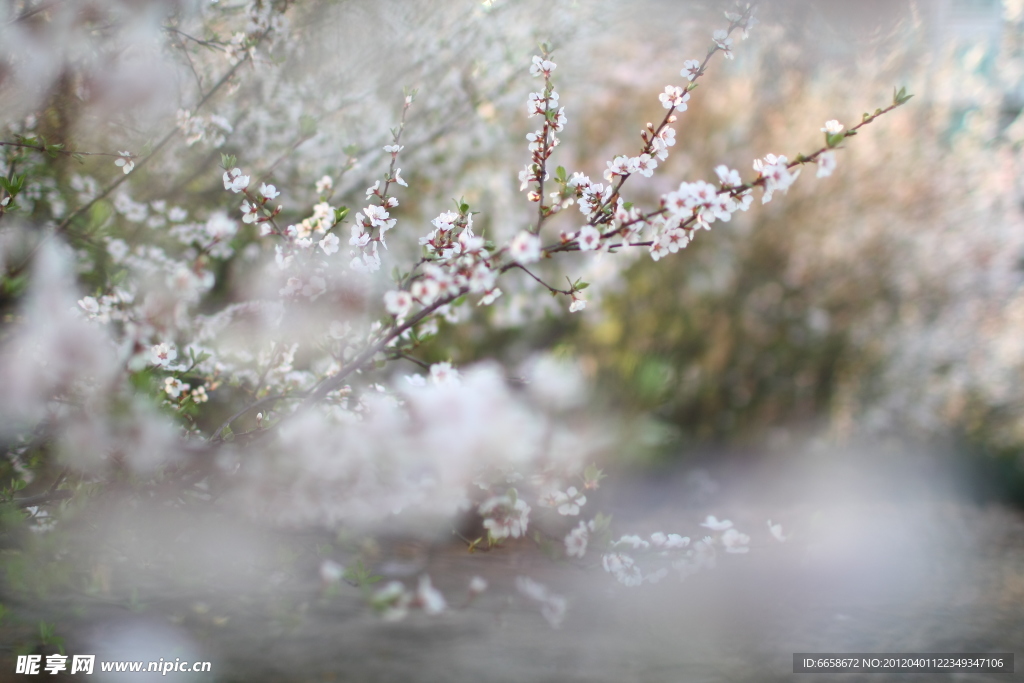 樱花