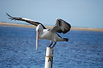 悉尼海鸥