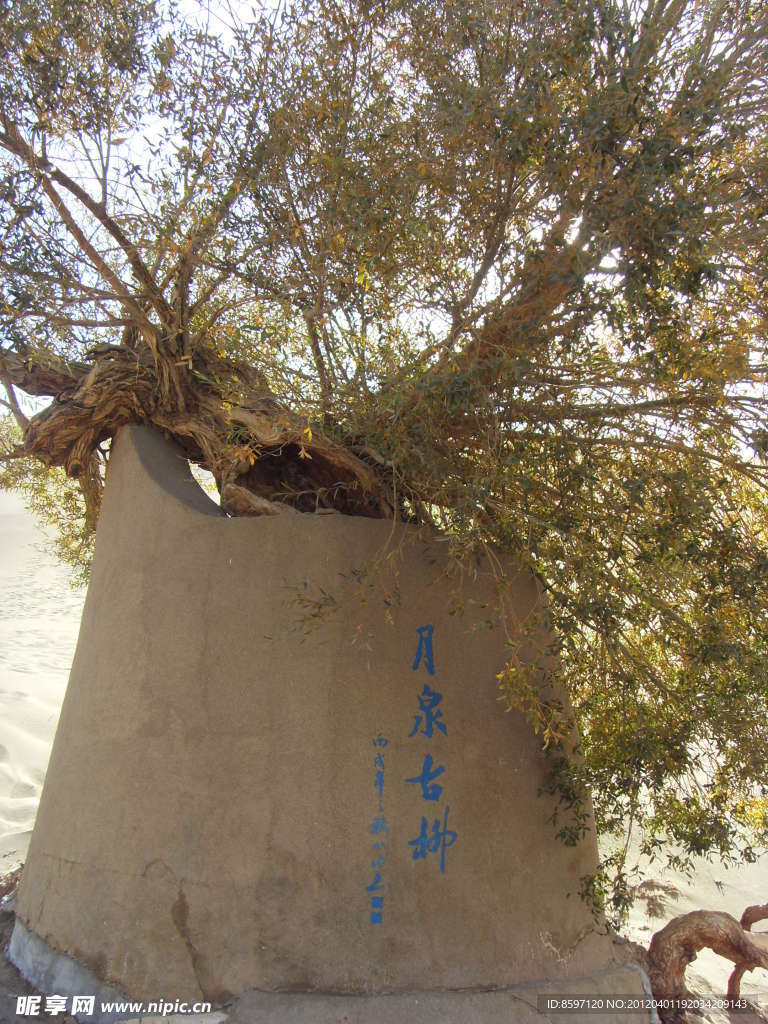 古柳树