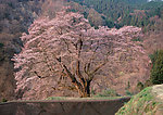樱花树