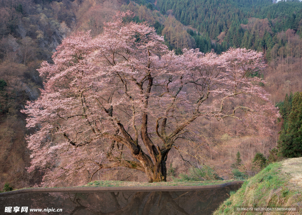 樱花树
