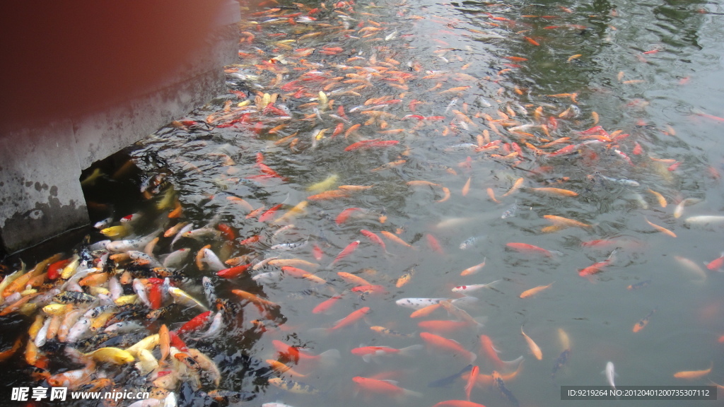 金鱼