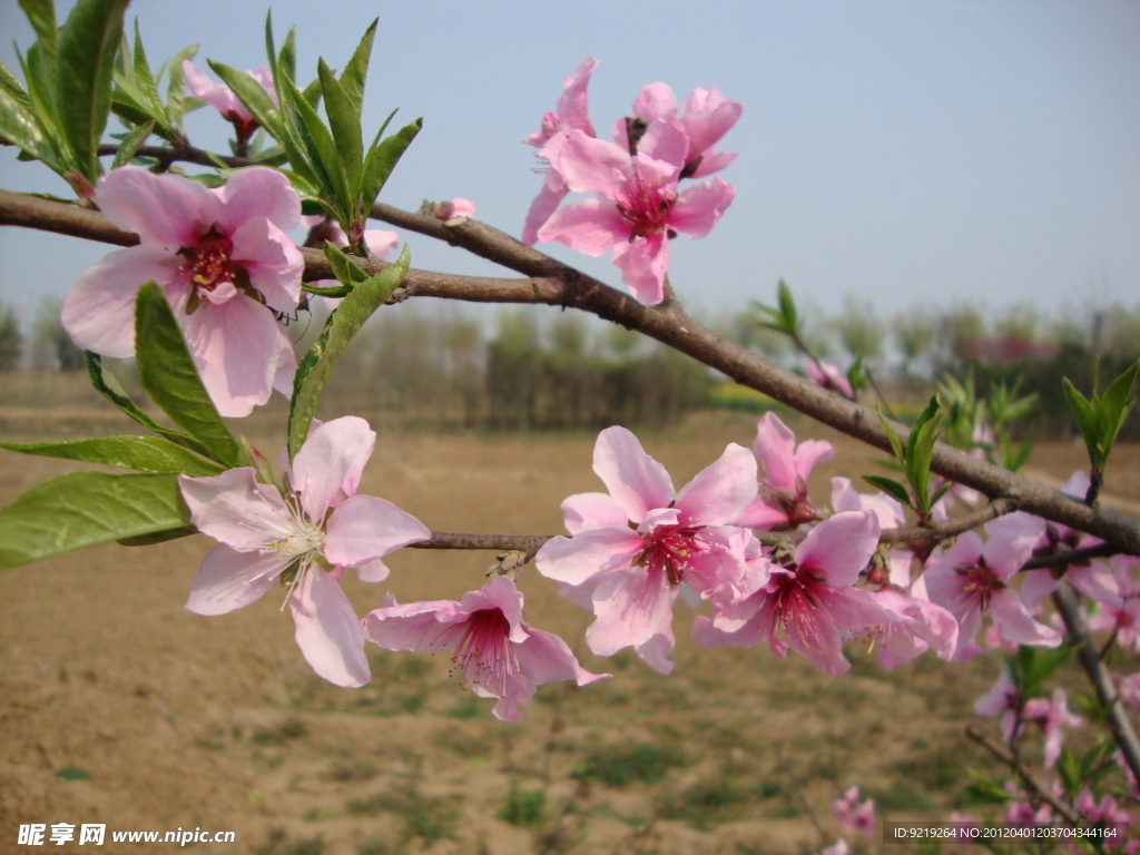 桃花