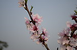 花卉