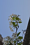 梨花