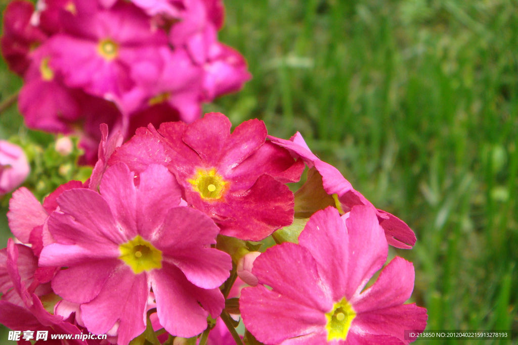 迎春花(非高清)