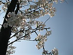 梨花