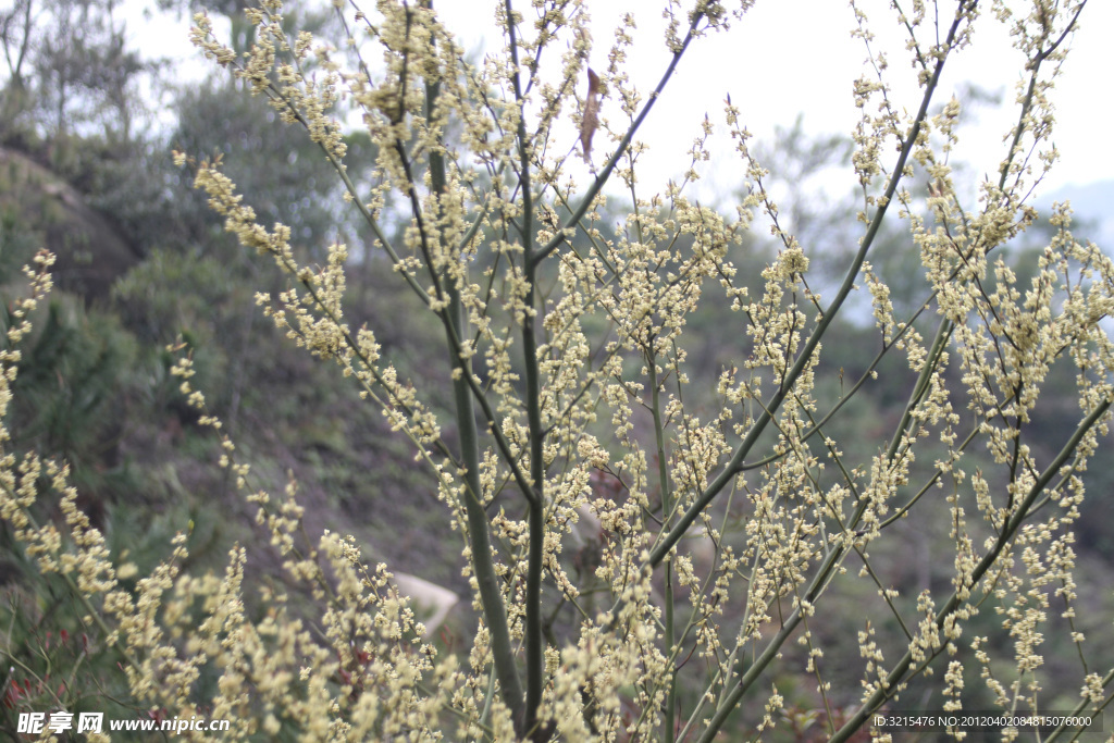 花树