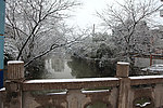 积雪的树