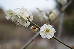 白梅花
