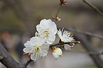 白梅花