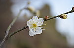 白梅花