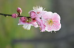 红梅花