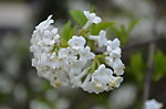 白花