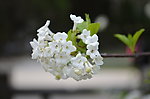 白花