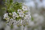 白花