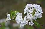 白花