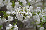 白花
