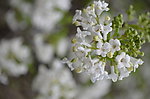 白花