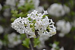 白花