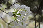 白花