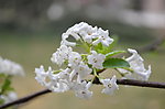 白花