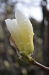 白玉兰花